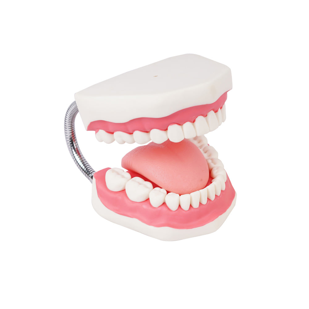 진산메디칼 치아모형 (대) 치과 치아구조 양치교육 구강