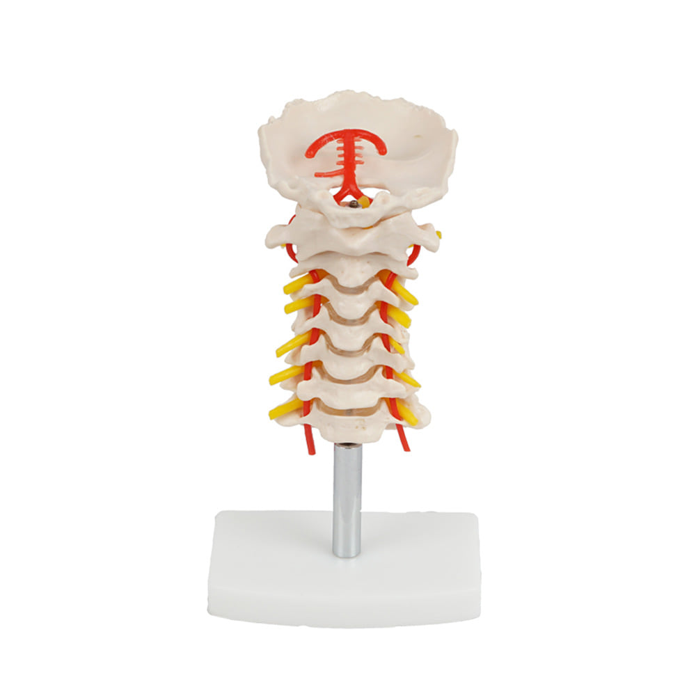 진산메디칼 경추 관절모형 인체모형 골격 뼈