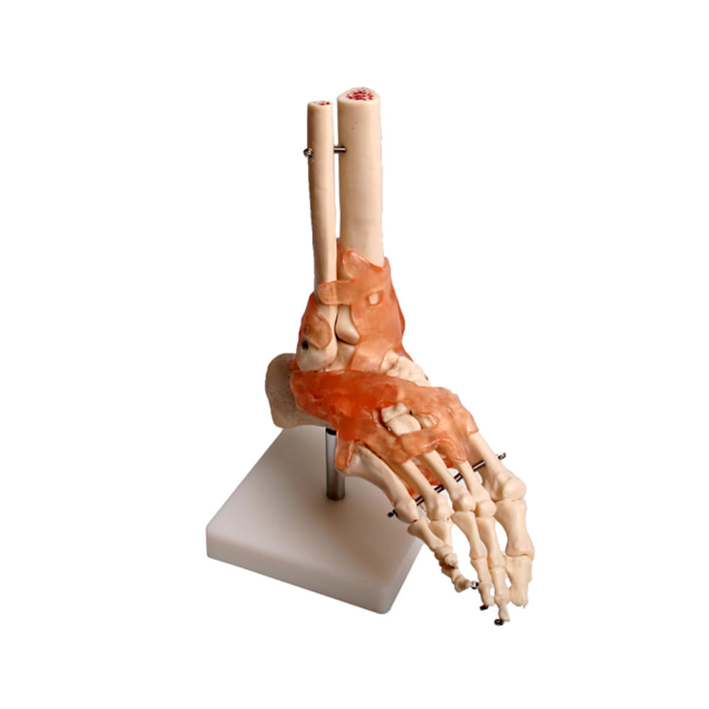진산메디칼 발 인대 관절모형 인체모형 근육 뼈
