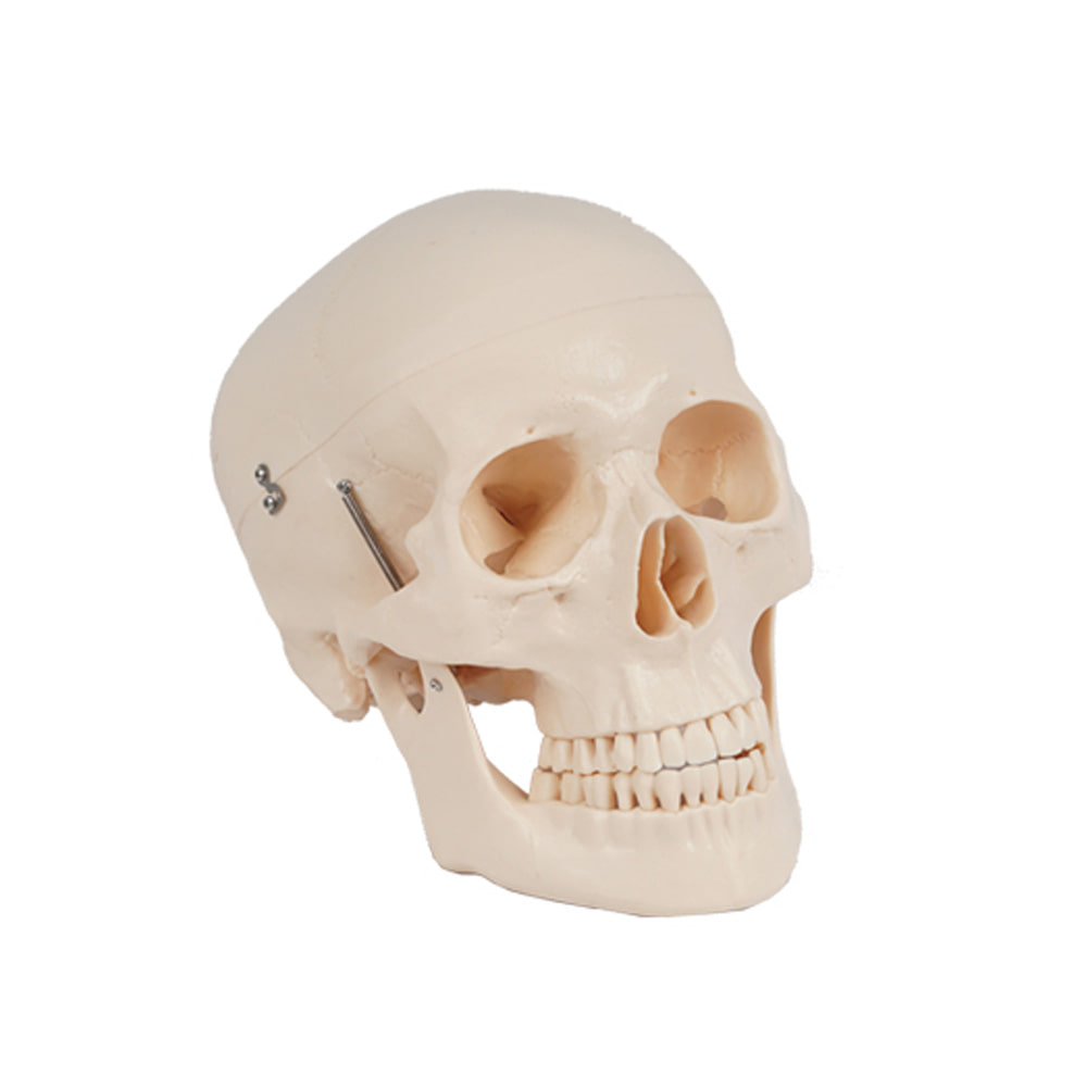 진산메디칼 두개골모형 (뇌포함) 인체 골격모형 해골 뼈
