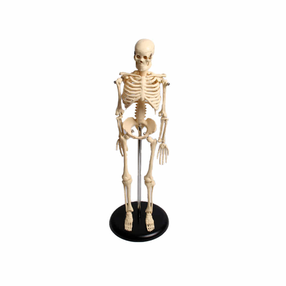 진산메디칼 전신골격모형 (소) 42cm 인체모형 신체 골격 신경 표시 관절 뼈