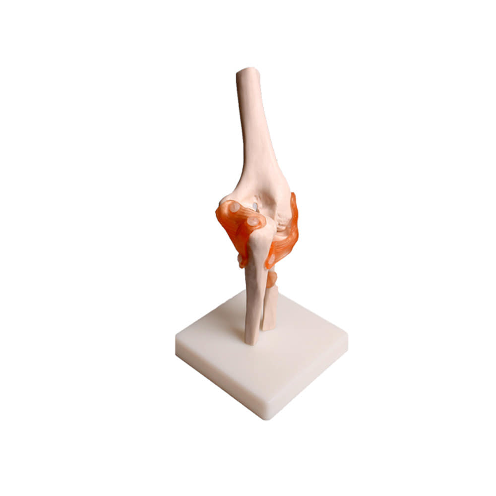 진산메디칼 팔꿈치 관절 모형 인체모형 골격 근육 뼈